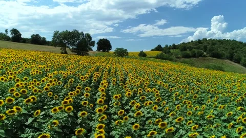 Sunflower Stock Footage 340778080