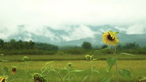 Sunflower on foreground with meadow nature cloudy covered mountain on background Stock Footage 198798367