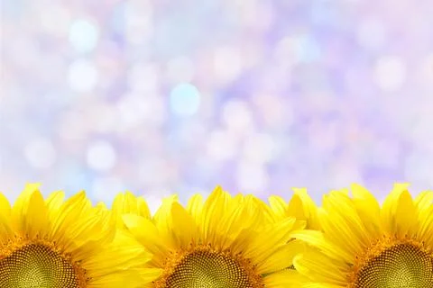 Sunflower frame Stock Photos