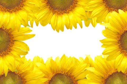 Sunflower frame Stock Photos