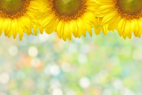 Sunflower frame Stock Photos
