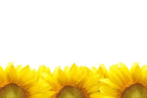 Sunflower frame Stock Photos