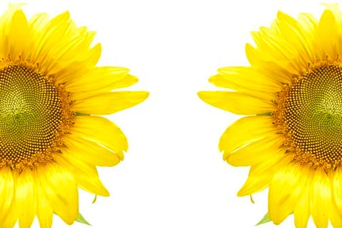 Sunflower frame Stock Photos