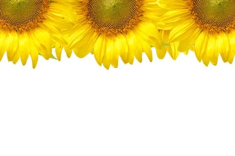 Sunflower frame Stock Photos