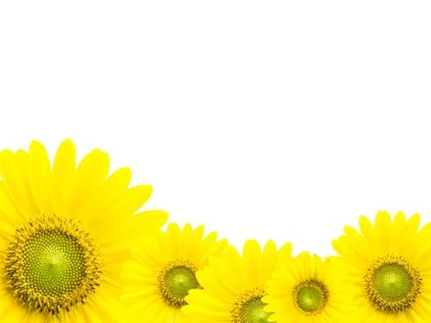 Sunflower frame Stock Photos