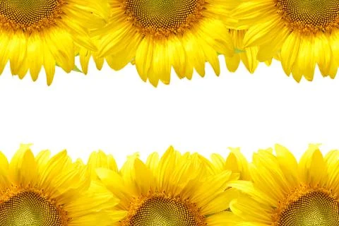 Sunflower frame Stock Photos
