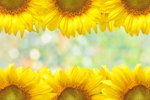 Sunflower frame Stock Photos