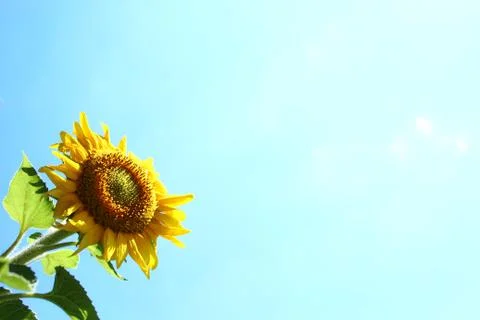 Sunflower in front of the blue sky Stock Photos