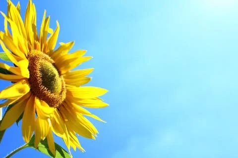 Sunflower in front of the blue sky Stock Photos