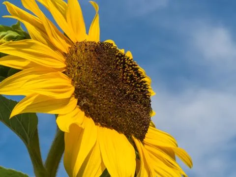 Sunflower in front of blue sky Stock Photos