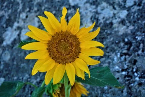Sunflower in front of concrete wall Stock Photos