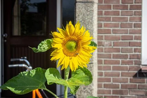Sunflower in front of house close-up Stock Photos