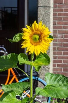 Sunflower in front of house Stock Photos