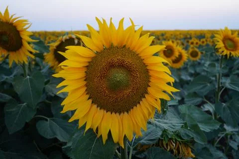 Sunflower front view Foto stock