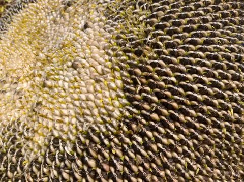 Sunflower Fruit Stock Photos