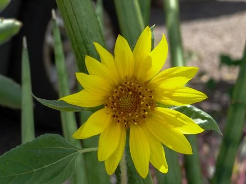 Sunflower in full bloom 2 스톡 사진