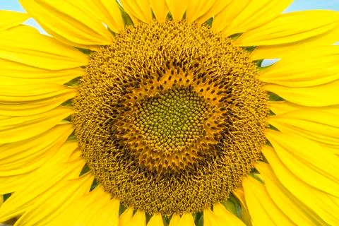 Sunflower in full bloom close-up Stock Photos