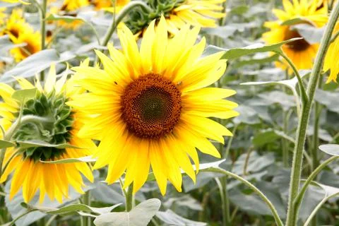 Sunflower in full bloom close-up surrounded by scenic field. Stock Photos