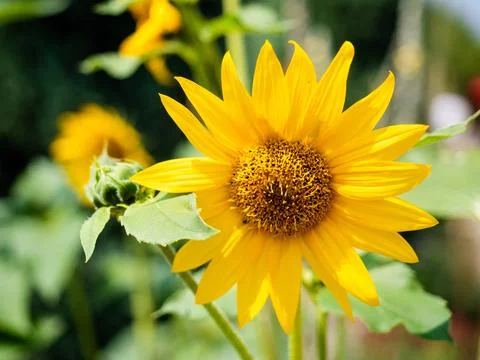 Sunflower in full bloom. Close up view Stock Photos