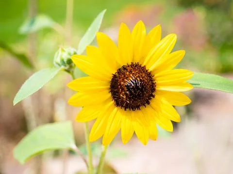 Sunflower in full bloom. Close up view Stock Photos