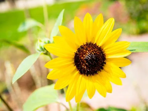 Sunflower in full bloom. Close up view Stock Photos
