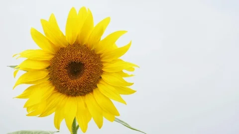 Sunflower in full bloom Stock Footage 110159334