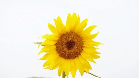 Sunflower in full bloom Stock Footage 110172647