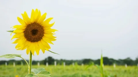 Sunflower in full bloom Stock Footage 110174216