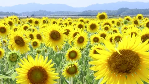 Sunflower in full bloom Stock Footage 247586826