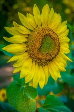 Sunflower in full bloom Stock Photos