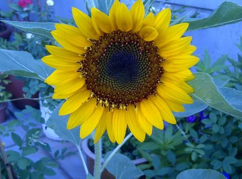 Sunflower in full bloom Stock Photos