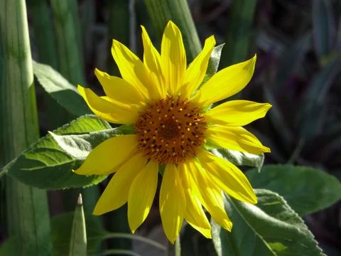 Sunflower in full bloom 스톡 사진