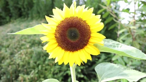 A sunflower in full bloom slowly moving in light wind Stock Footage 257932473
