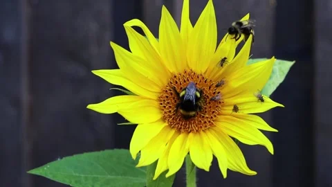 A sunflower is full of flower insects. Stock Footage 139769441
