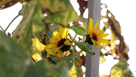 Sunflower In Garden Close Up Low Angle Tracking Into Sunlight Stock-Footage 147544959