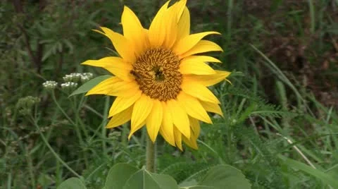 Sunflower in garden 스톡 동영상 12420447