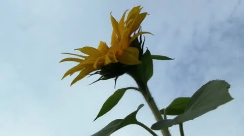 Sunflower in garden Stockbeeldmateriaal 12420929