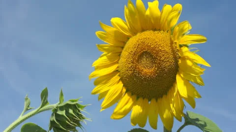 Sunflower in garden Stock Footage 25338040