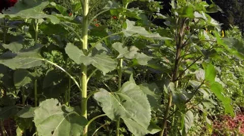 Sunflower in garden Stock Footage 52107419