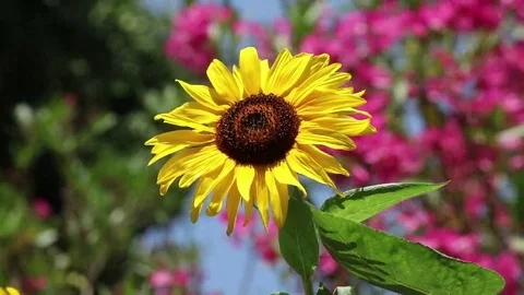 A sunflower in a garden Stock Footage 69101715