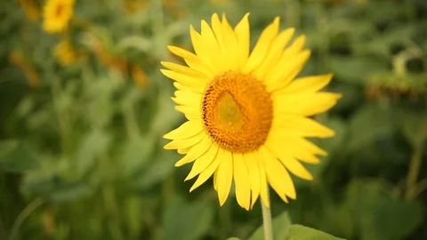 Sunflower garden Stock Footage 120003402