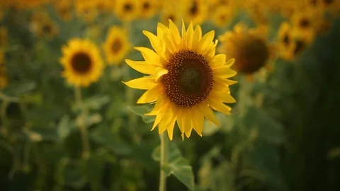 Sunflower garden Stock Footage 120003607