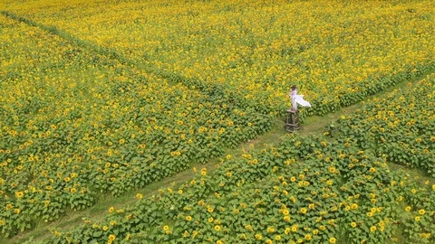 Sunflower garden Video stock 120567067