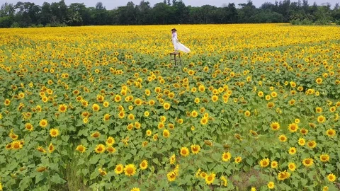 Sunflower garden Stock Footage 120567095