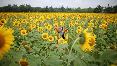 Sunflower garden Stock Footage 120569223