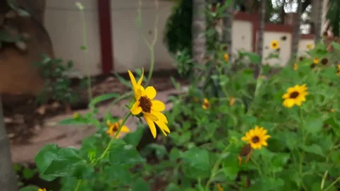 Sunflower in the garden. Stock Footage 139605123