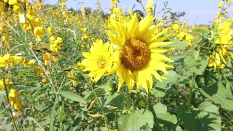 Sunflower garden Stock Footage 162433533