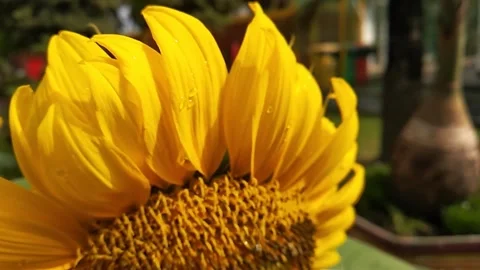 Sunflower in the garden Stock Footage 244053412