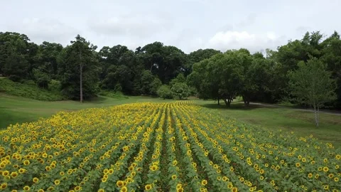 Sunflower Garden Stock Footage 278933310