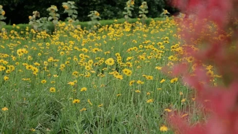 Sunflower Garden in Full Bloom Under Clear Blue Sky Stock Footage 312345723
